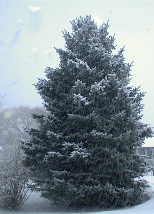 Blue Spruce dusted with snow
