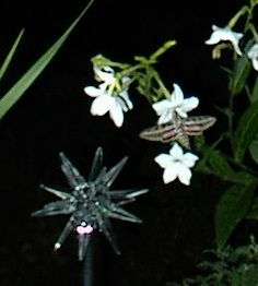 Sphinx moth feeds on Nicotiana alba (flowering tobacco) next to solar light
