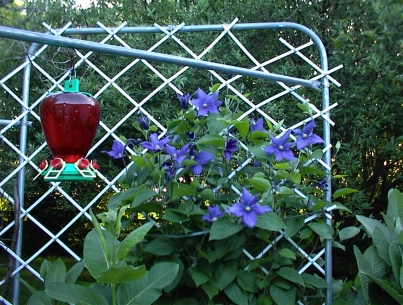 Close-up of strawberry-shaped feeder next to clematis
